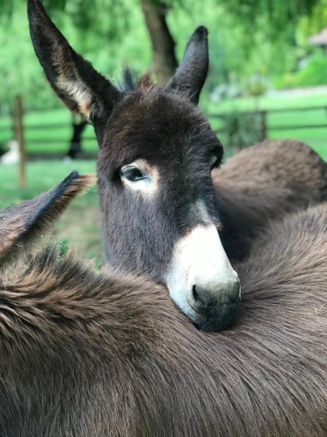 Agroturismo Anziola Villa Oiartzun Exteriör bild